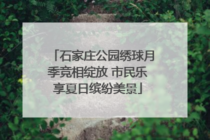 石家庄公园绣球月季竞相绽放 市民乐享夏日缤纷美景