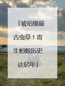 琥珀现最古虫草！寄生蚂蚁历史达亿年