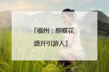 福州：醉蝶花盛开引游人
