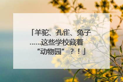 羊驼、孔雀、兔子……这些学校藏着 “动物园”？！