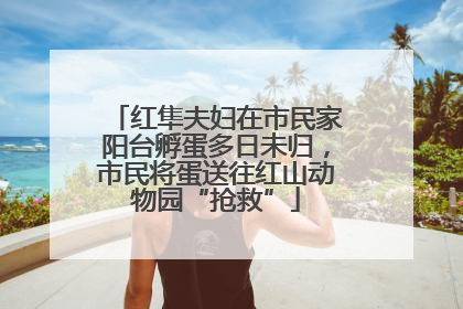 红隼夫妇在市民家阳台孵蛋多日未归，市民将蛋送往红山动物园“抢救”