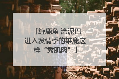 缠鹿角 涂泥巴 进入发情季的雄鹿这样“秀肌肉”