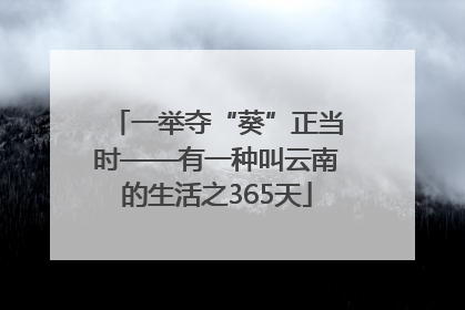 一举夺“葵”正当时——有一种叫云南的生活之365天