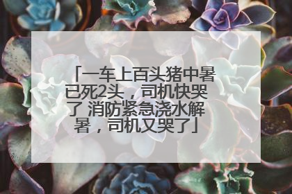 一车上百头猪中暑已死2头，司机快哭了 消防紧急浇水解暑，司机又哭了