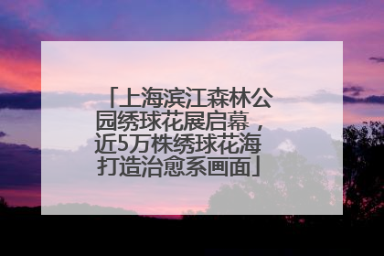 上海滨江森林公园绣球花展启幕，近5万株绣球花海打造治愈系画面