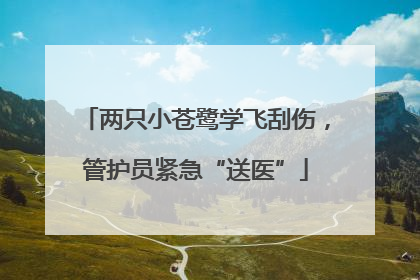 两只小苍鹭学飞刮伤，管护员紧急“送医”