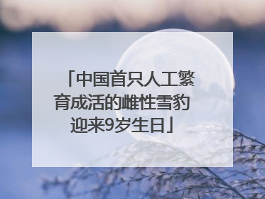 中国首只人工繁育成活的雌性雪豹迎来9岁生日