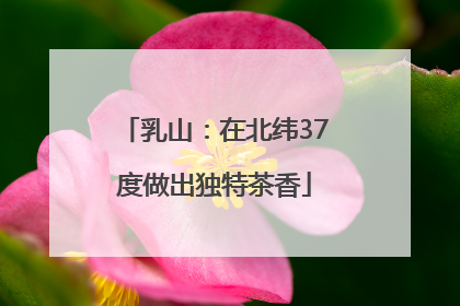 乳山：在北纬37度做出独特茶香