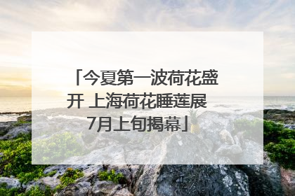 今夏第一波荷花盛开 上海荷花睡莲展7月上旬揭幕