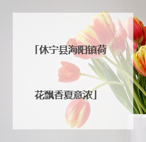 休宁县海阳镇荷花飘香夏意浓