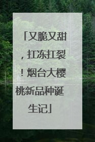 又脆又甜，扛冻扛裂！烟台大樱桃新品种诞生记