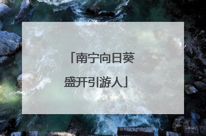 南宁向日葵盛开引游人