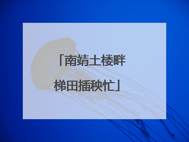 南靖土楼畔 梯田插秧忙