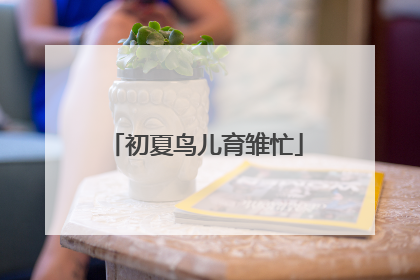 初夏鸟儿育雏忙