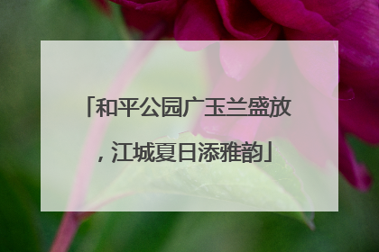 和平公园广玉兰盛放，江城夏日添雅韵