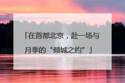 在首都北京，赴一场与月季的“倾城之约”