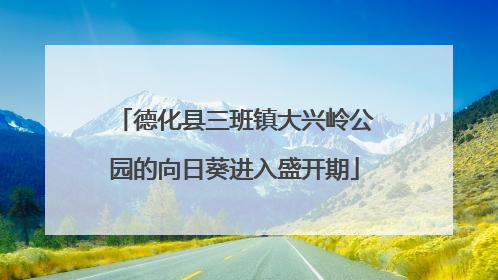 德化县三班镇大兴岭公园的向日葵进入盛开期
