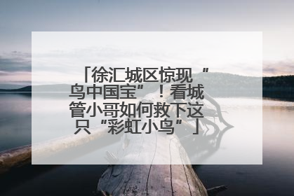 徐汇城区惊现“鸟中国宝”！看城管小哥如何救下这只“彩虹小鸟”