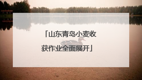 山东青岛小麦收获作业全面展开