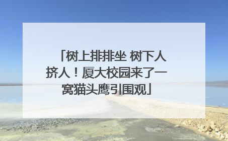 树上排排坐 树下人挤人！厦大校园来了一窝猫头鹰引围观