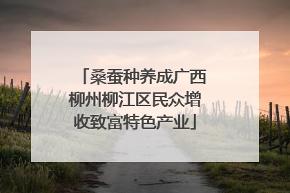 桑蚕种养成广西柳州柳江区民众增收致富特色产业