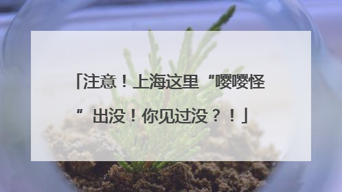 注意！上海这里“嘤嘤怪”出没！你见过没？！