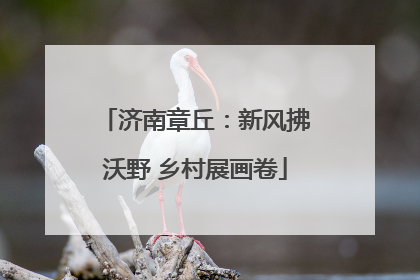 济南章丘：新风拂沃野 乡村展画卷