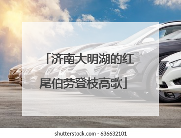 济南大明湖的红尾伯劳登枝高歌