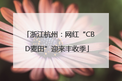 浙江杭州：网红“CBD麦田”迎来丰收季