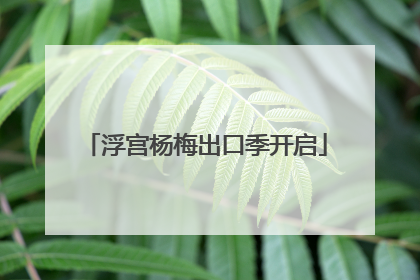 浮宫杨梅出口季开启