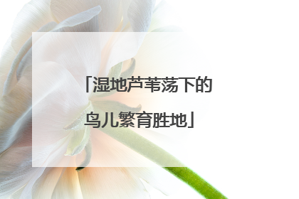 湿地芦苇荡下的鸟儿繁育胜地