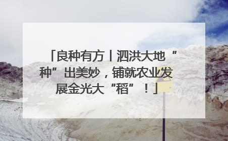 良种有方丨泗洪大地“种”出美妙，铺就农业发展金光大“稻”！