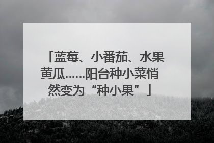 蓝莓、小番茄、水果黄瓜……阳台种小菜悄然变为“种小果”