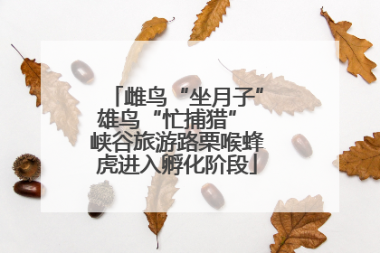 雌鸟“坐月子”雄鸟“忙捕猎” 峡谷旅游路栗喉蜂虎进入孵化阶段