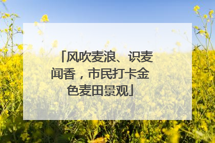 风吹麦浪、识麦闻香，市民打卡金色麦田景观