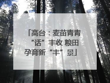 高台：麦苗青青“话”丰收 粮田孕育新“丰”景