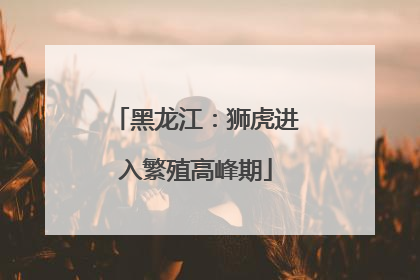 黑龙江：狮虎进入繁殖高峰期