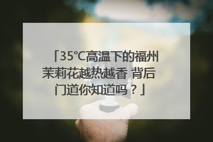 35℃高温下的福州茉莉花越热越香 背后门道你知道吗？